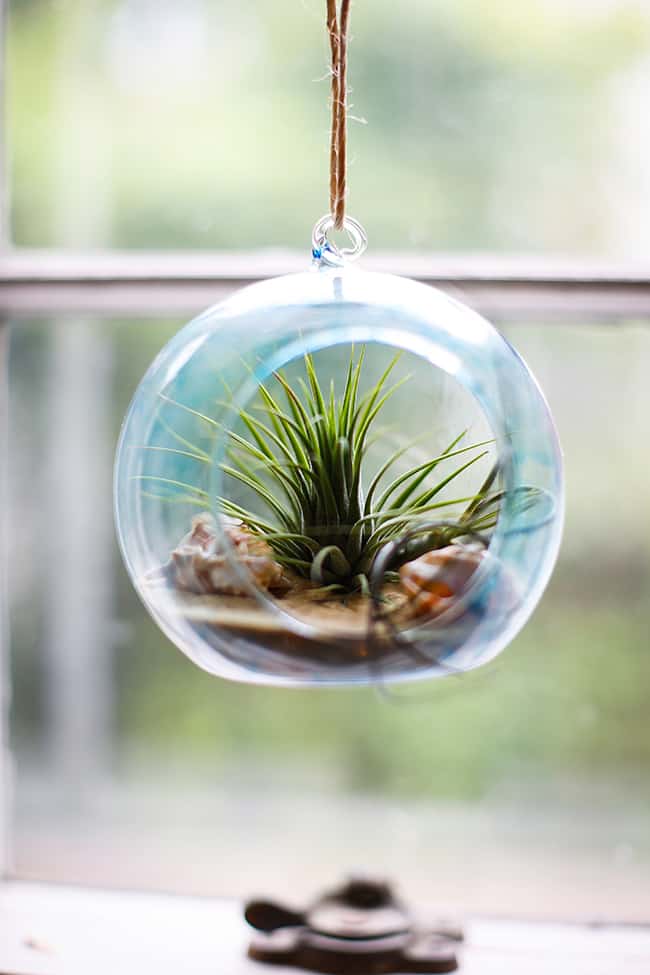 DIY Beach Inspired Terrarium