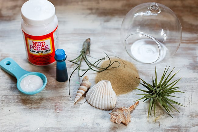 How To Make a Beach Terrarium