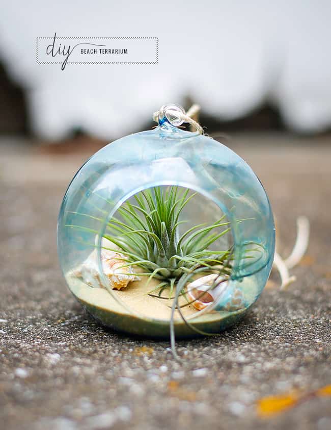 DIY Tinted Glass Beach Terrarium