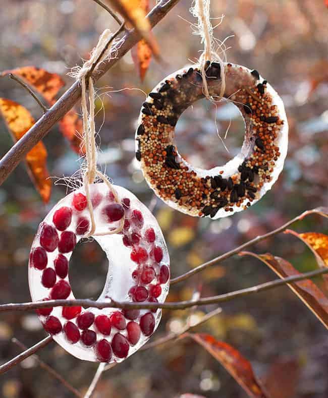 DIY Birdseed Ice Ornaments