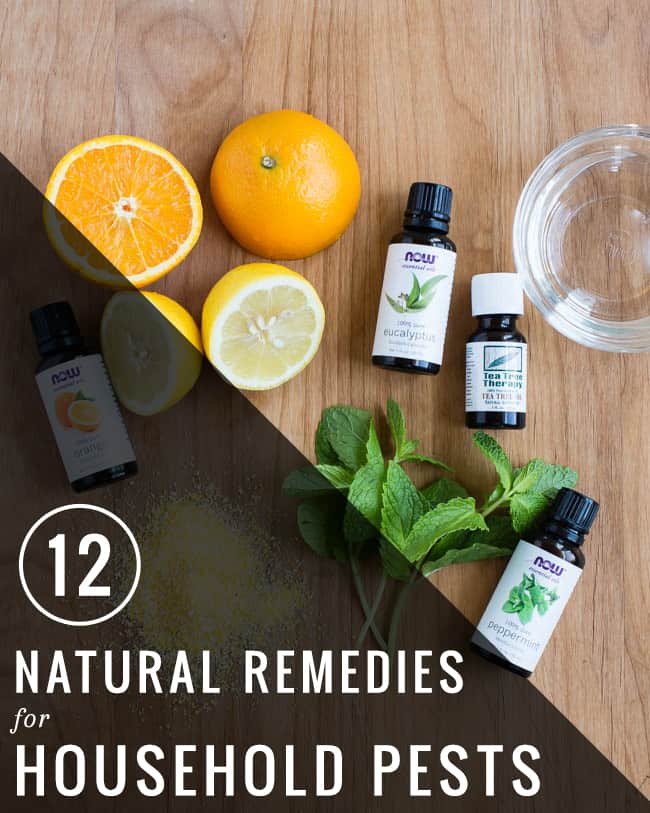 12 Natural Remedies for Household Pests | Hello Glow