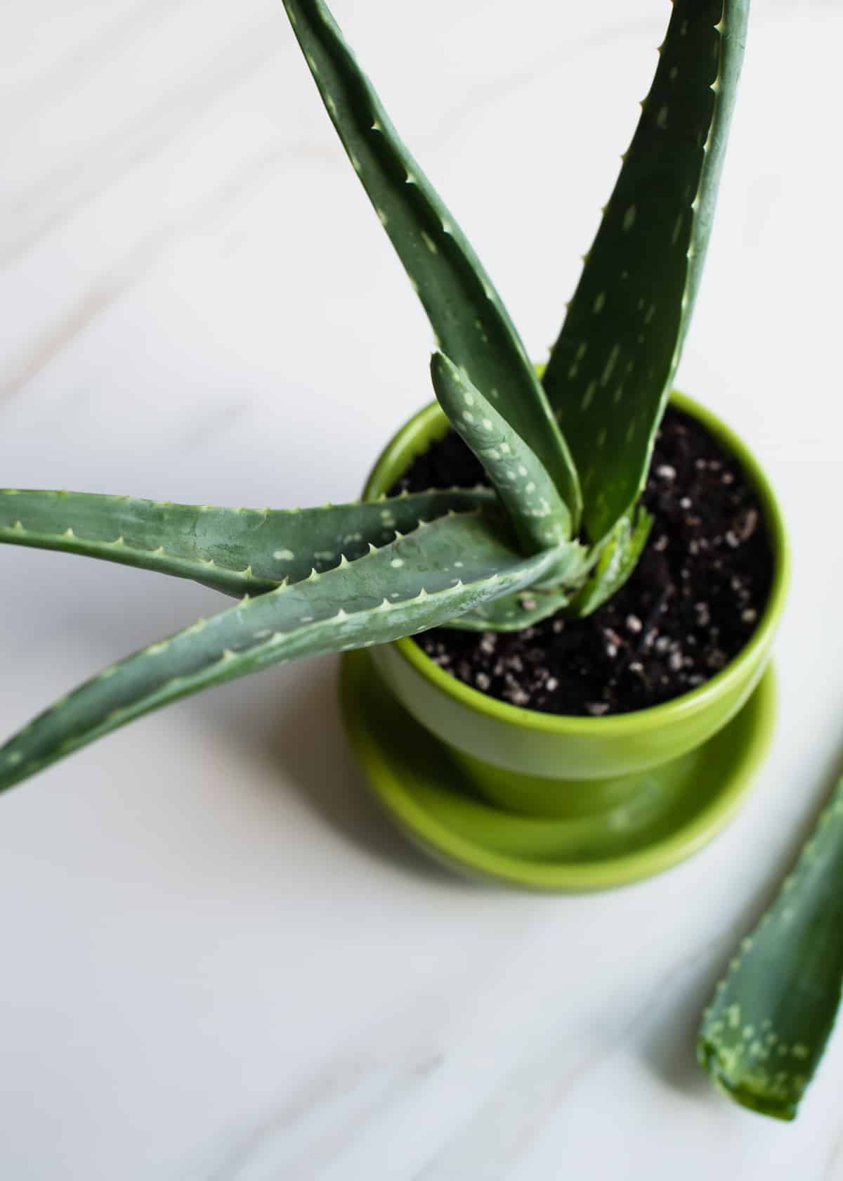 11 Easy To Grow Houseplants