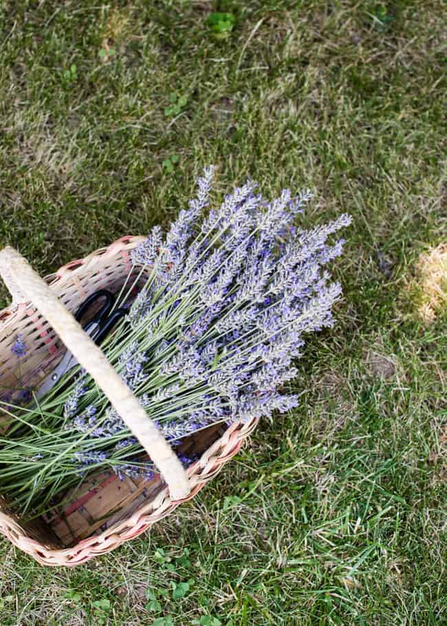 How to dry lavender | Hello Glow