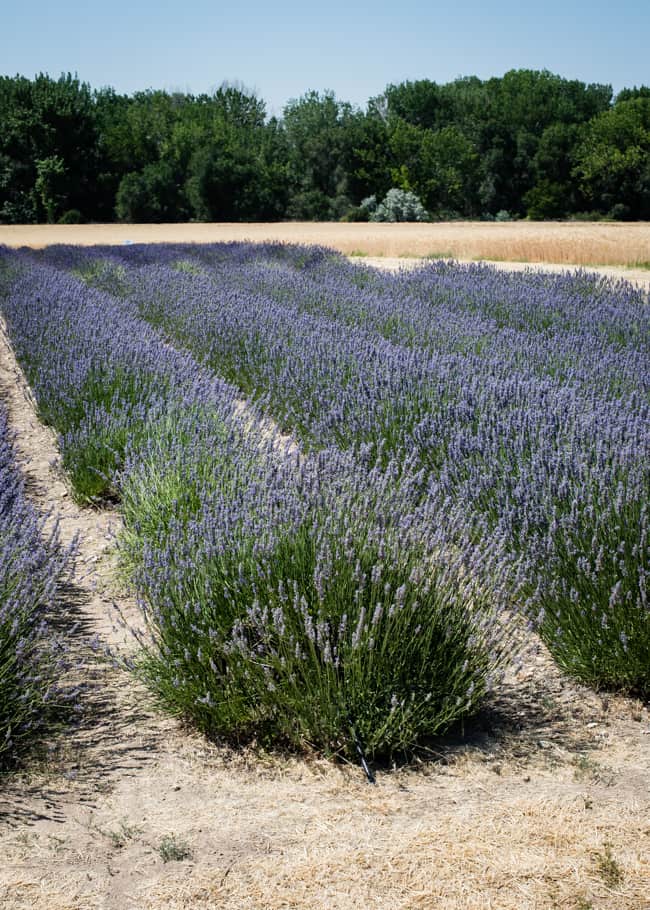 How to dry lavender | Hello Glow