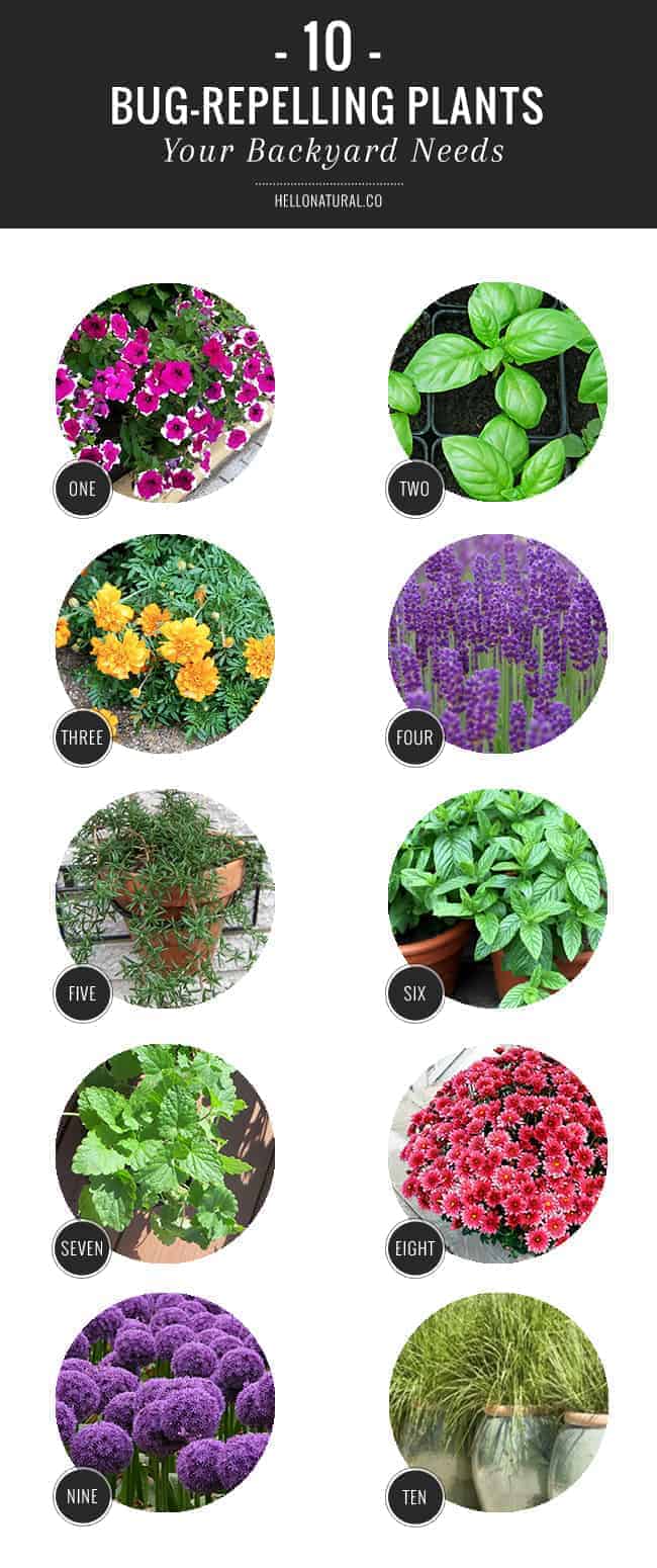 10 Bug Repelling Plants Your Backyard Needs | HelloGlow.co