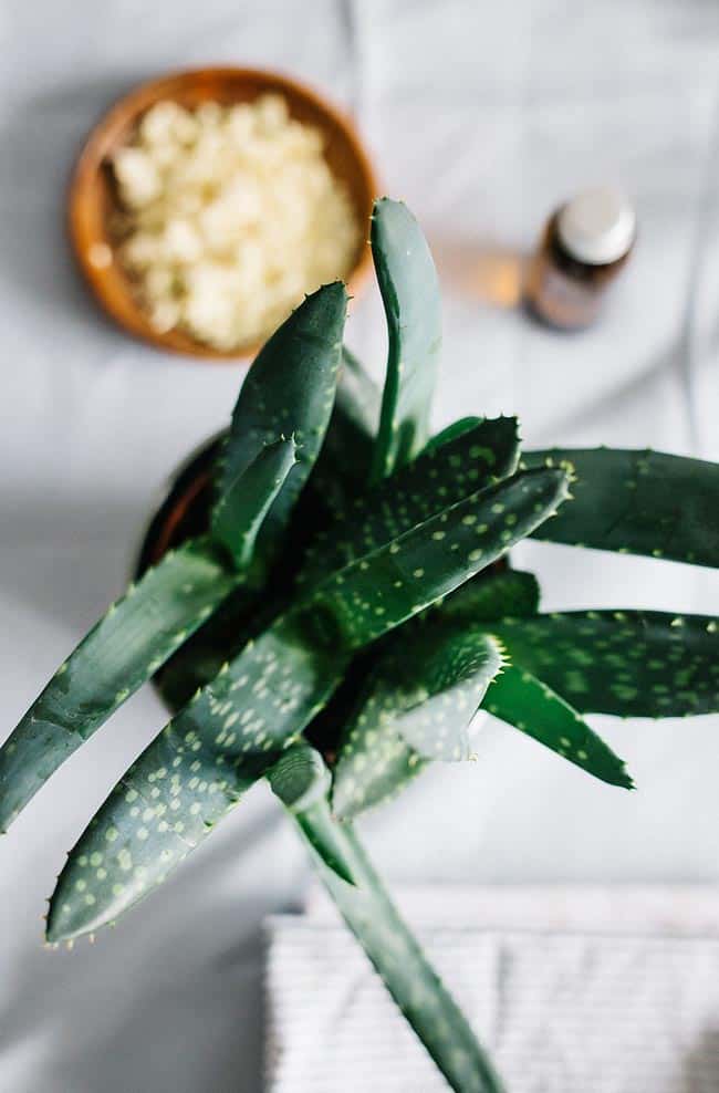 Aloe and More Natural Bug Bite Itch Relief Remedies