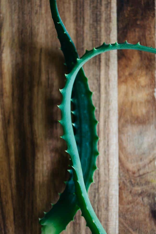 Aloe Vera for Dandruff