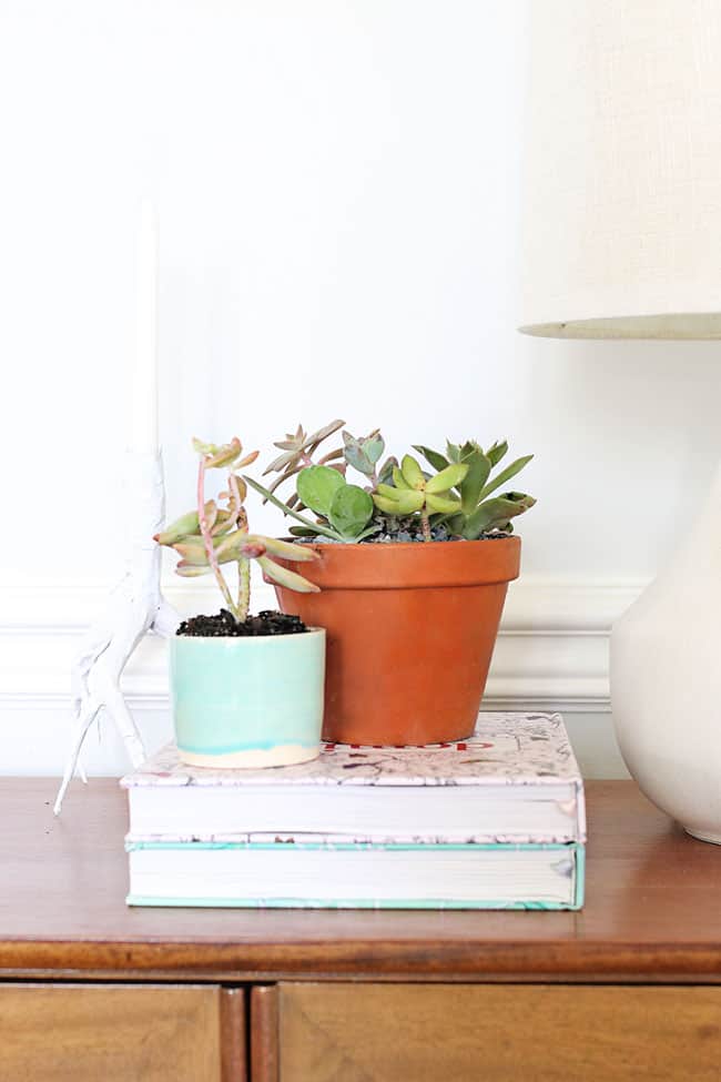 The No-Fail Guide to Choosing + Growing Succulents