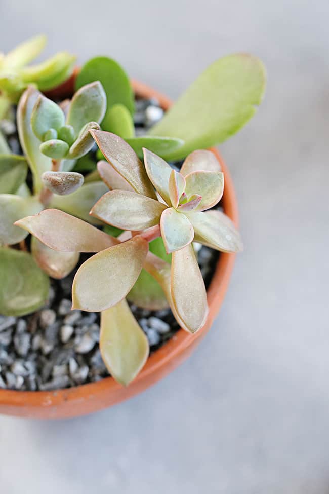 The No-Fail Guide to Choosing + Growing Succulents