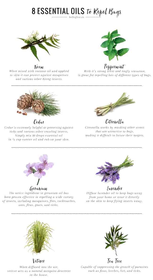 8-essential-oils-that-repel-bugs-naturally-hello-glow