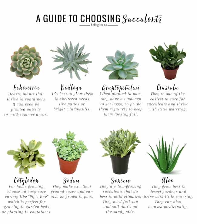 The No-Fail Guide to Choosing + Growing Succulents | Hello ...