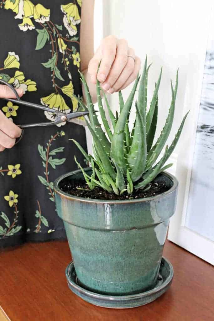 How to Harvest + Use Aloe Vera Plants