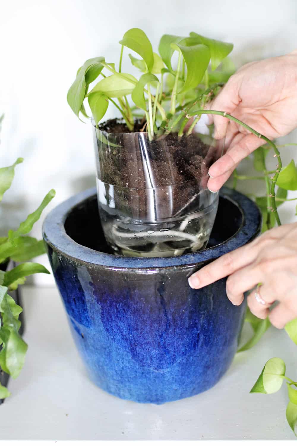 Soda Bottle Planter - 5 Self-Watering Planter Hacks You Have to Try