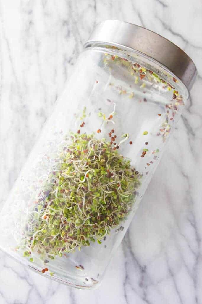 Sprouting jar for growing broccoli sprouts