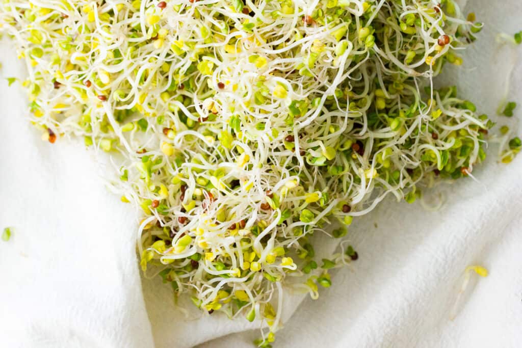 A basic guide to growing your own sprouts at home - what equipment you need, which seeds to choose, how to sprout seeds, and how to store sprouts.