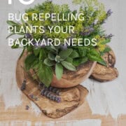 10 bug repelling plants