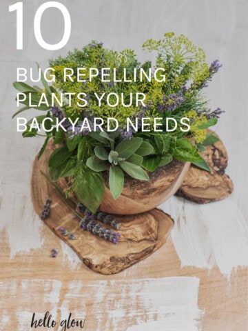 10 bug repelling plants