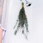 How to hang a fresh eucalyptus flower bundle