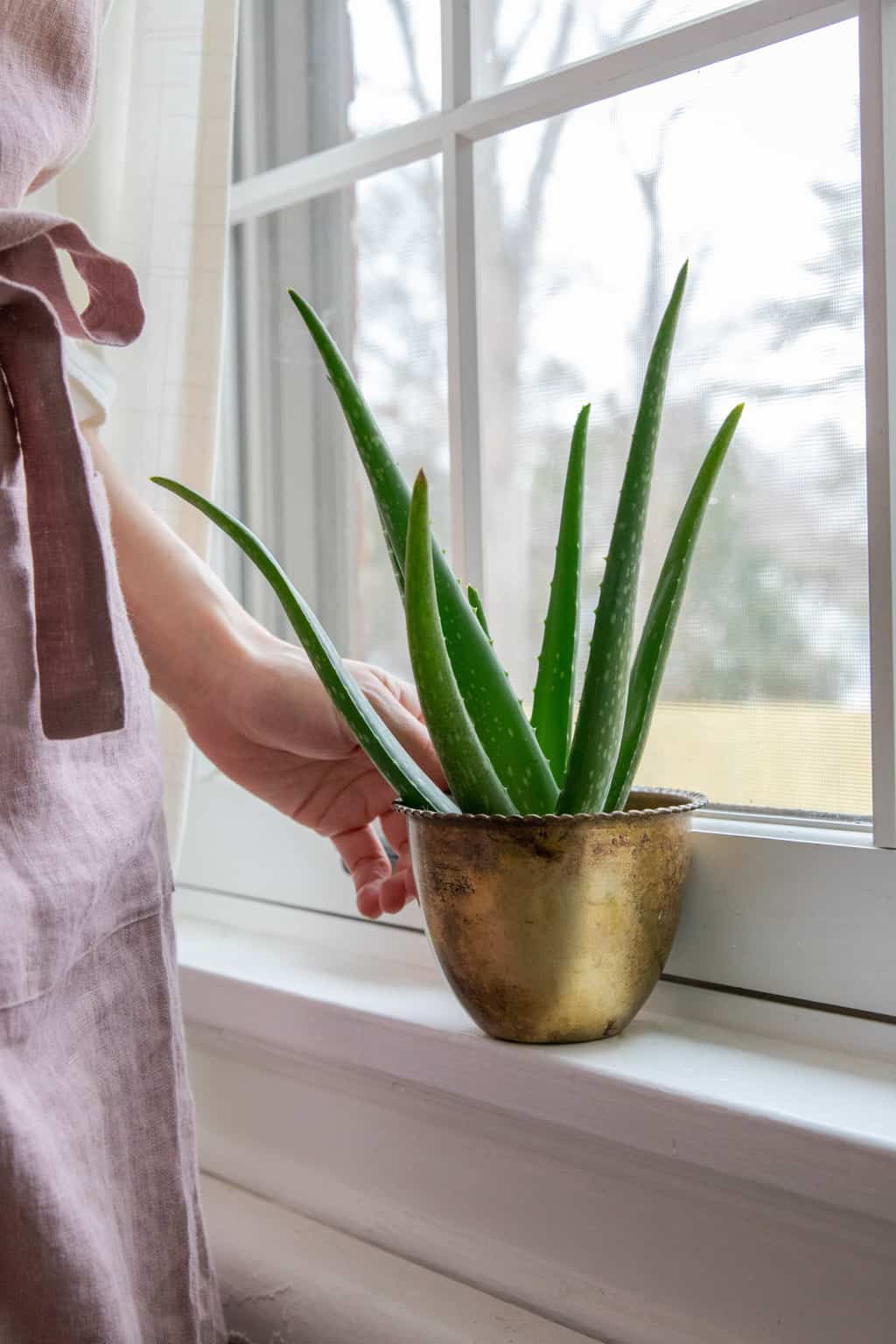 The Secret Ingredient You Need For A Thriving Aloe Vera Plant