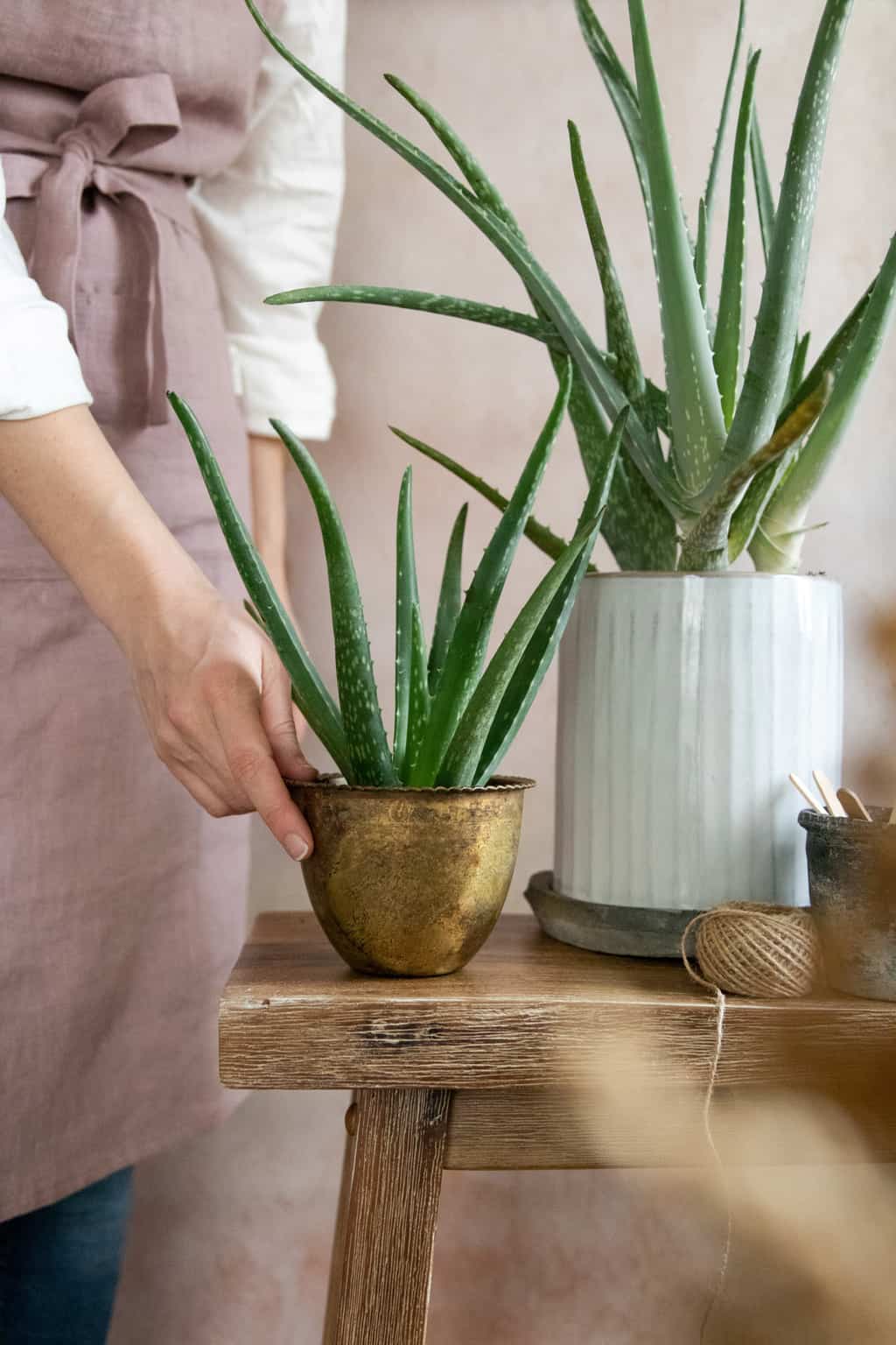 verticaal instant Vervelen 7 Rules for Growing + Caring For Your Aloe Vera Plant - Hello Glow