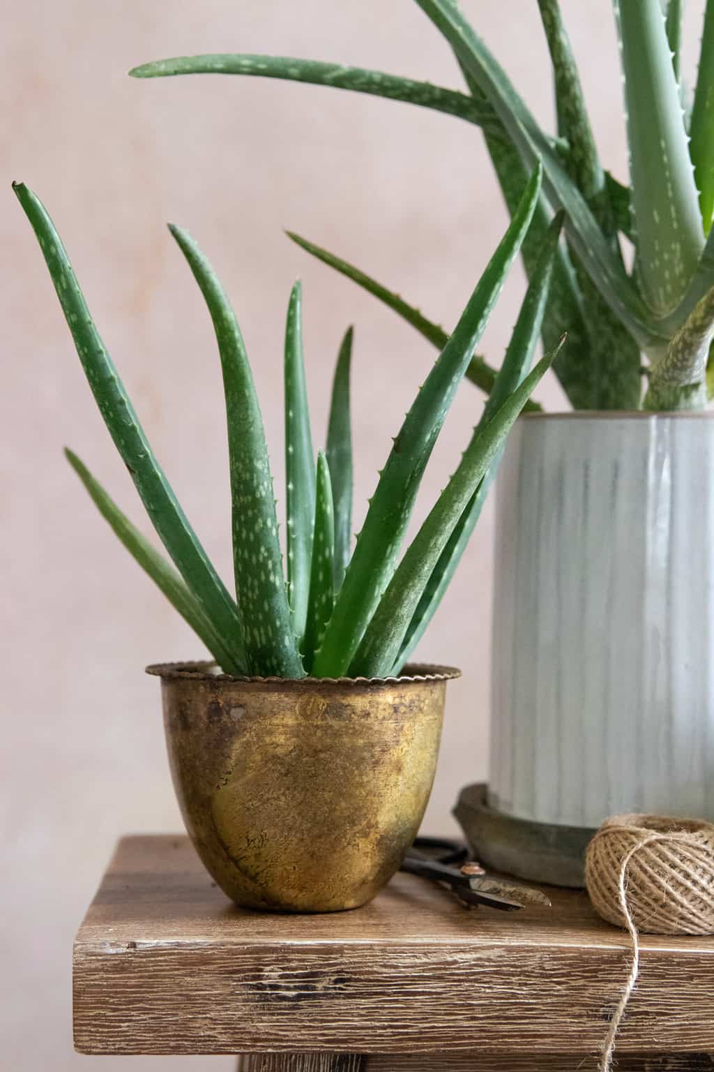 How to care for an aloe plant