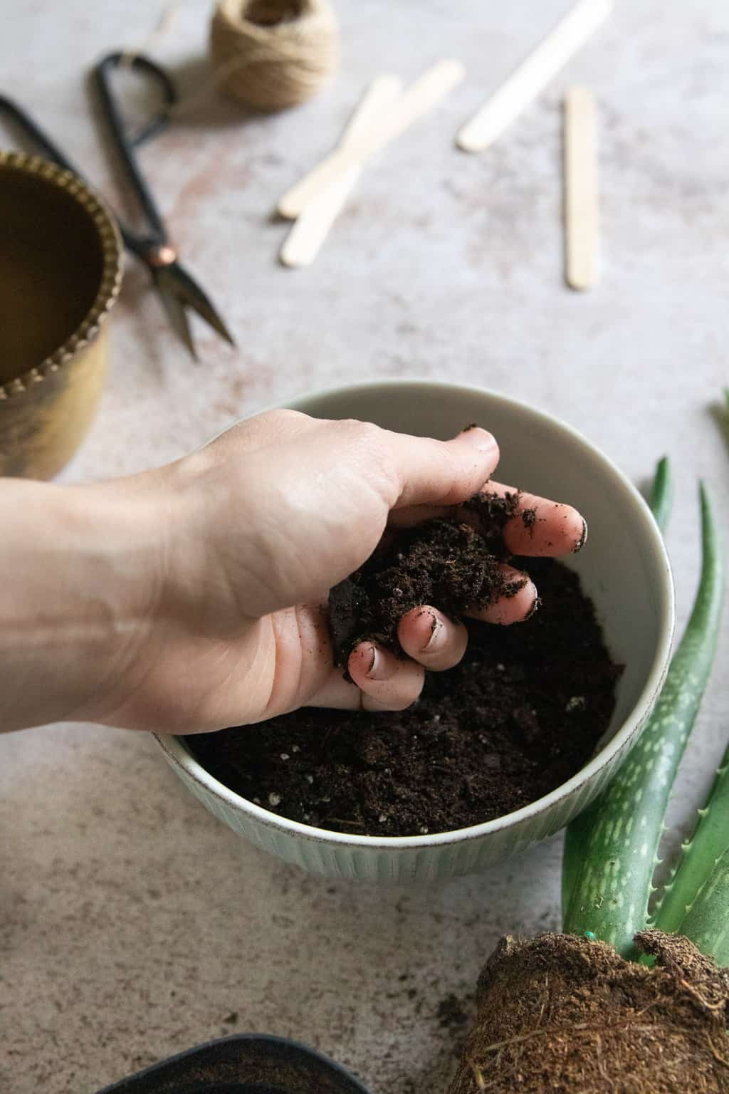 6 Rules for Growing + Caring For Your Aloe Vera Plant