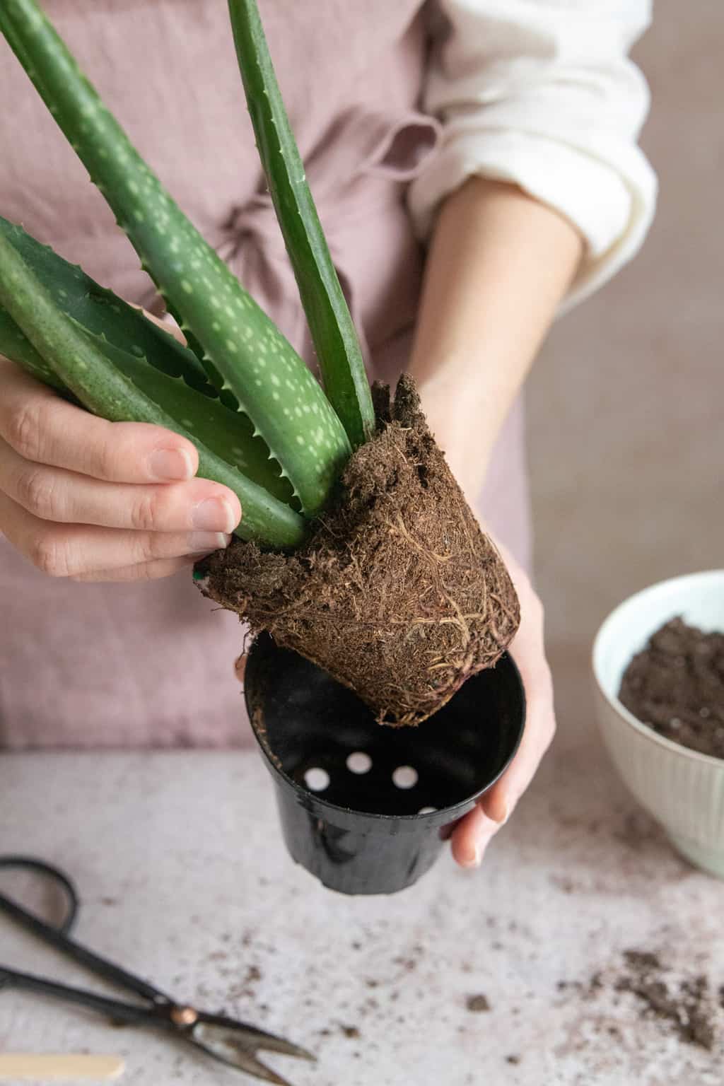 How to repot aloe vera plants