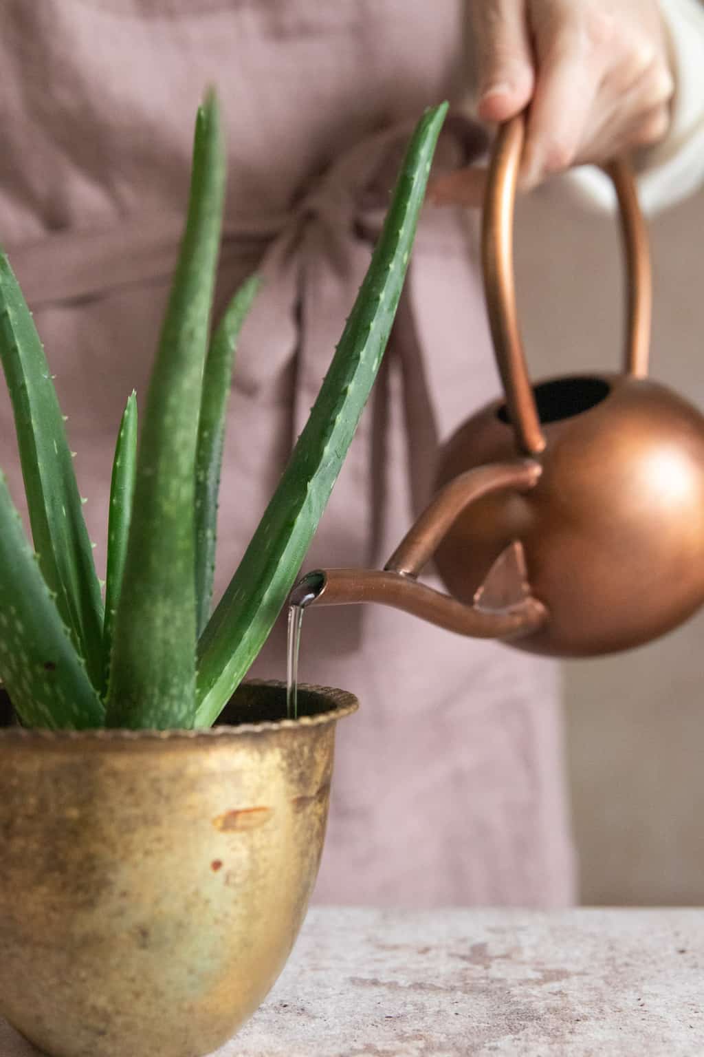 Rules for watering aloe vera plants