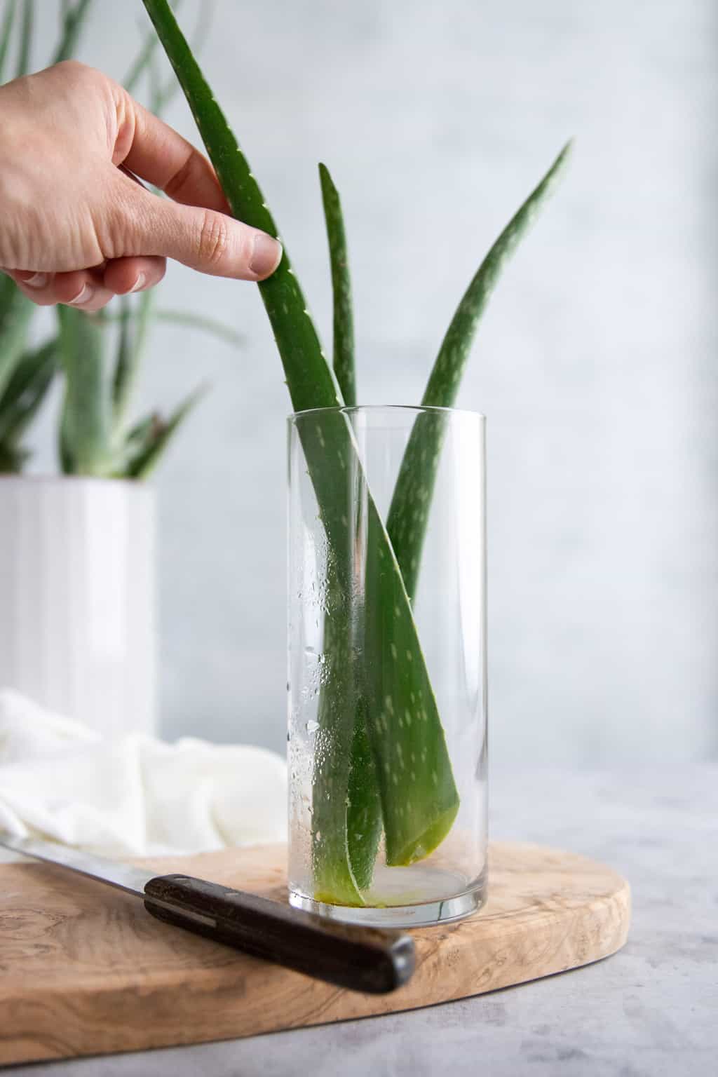 How to harvest and store fresh aloe vera gel
