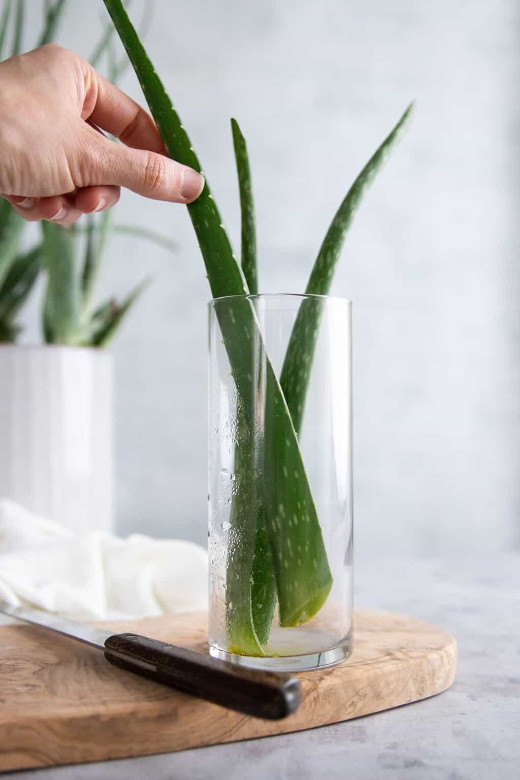 Fresh Aloe Leaf, Each