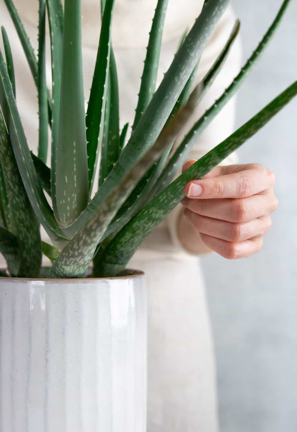 How to harvest aloe vera leaves