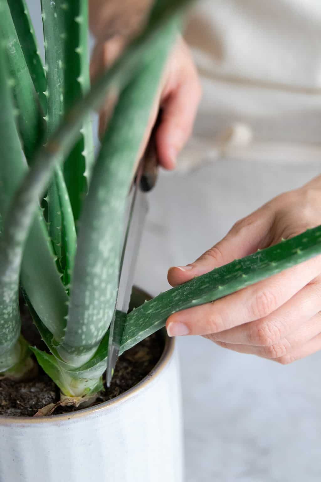 Cut a large aloe vera leaf for fresh aloe gel