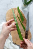 Frequently asked questions for harvesting aloe plant leaves