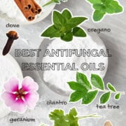 Antifungal essential oils