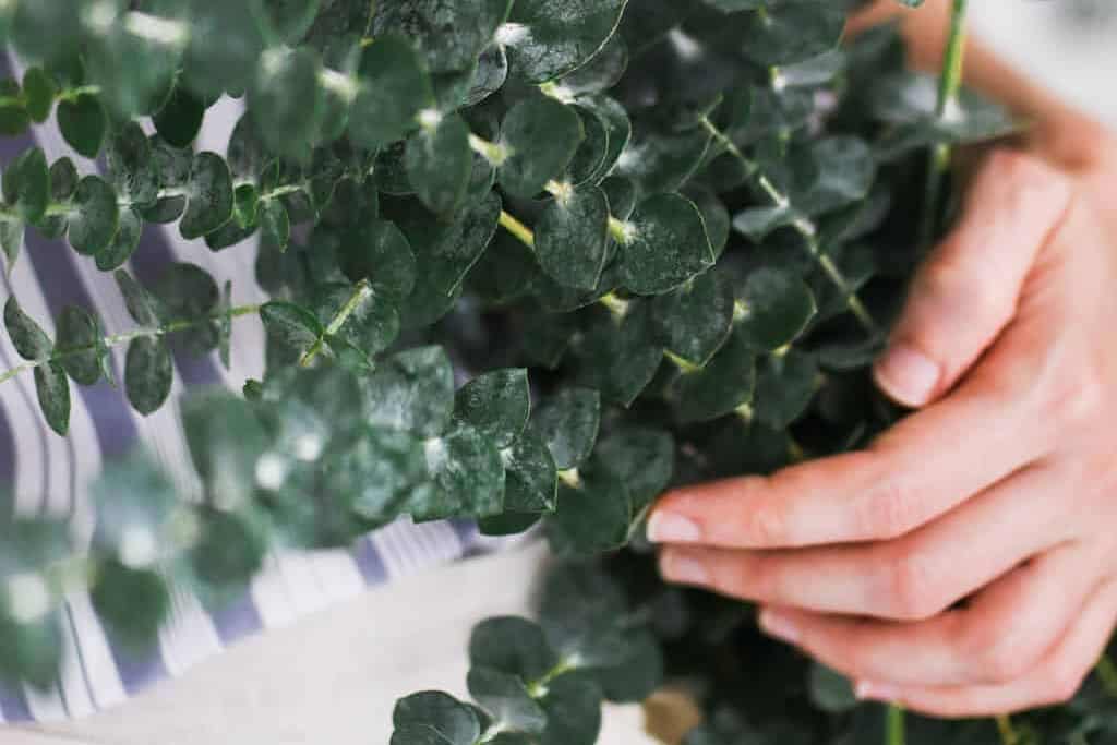 Eucalyptus Leaves
